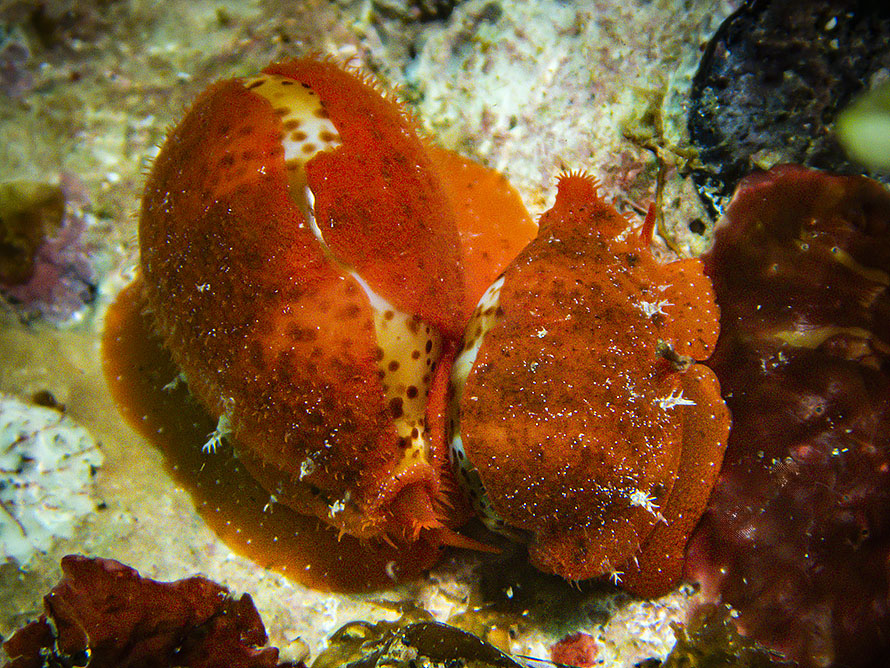Palmadusta lutea